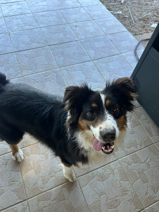 Adopter Lilou