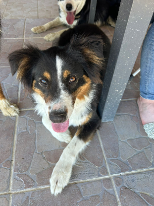 Adopter Lilou