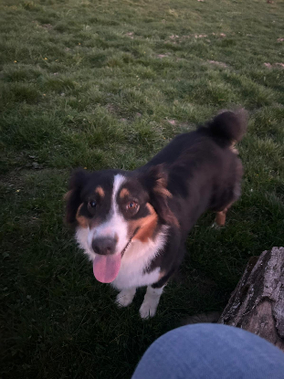 Adoption Lilou