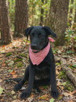 Adopter  chien : Akira
