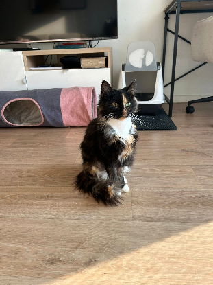 Adopter Wonka