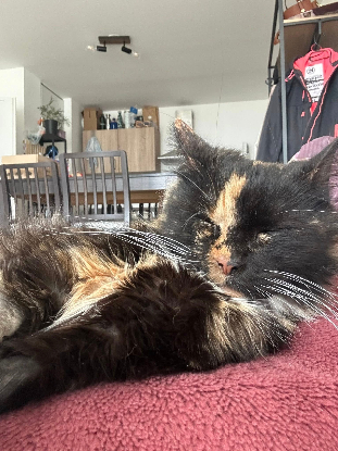 Adoption Wonka