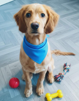 Adopter  chien : Aloha