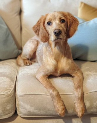 Adopter Aloha