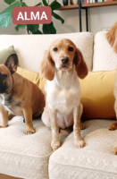 Adopter  chien : Alma