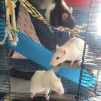 Adopter  NAC : Bonnie