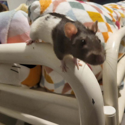 Adopter Bonnie