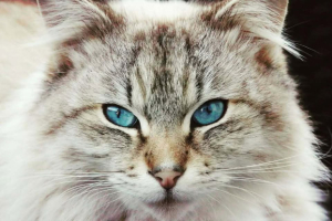 Adopter  chat : Lucky