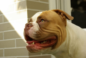 Adopter  chien : Shaggy