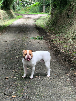 Adopter Shaggy