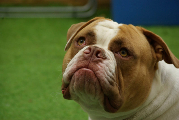 Adoption Shaggy