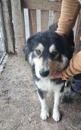 Adopter Nyssen