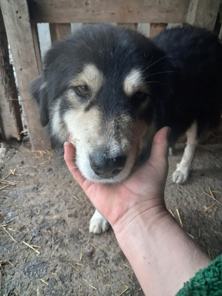 Adopter Nyssen