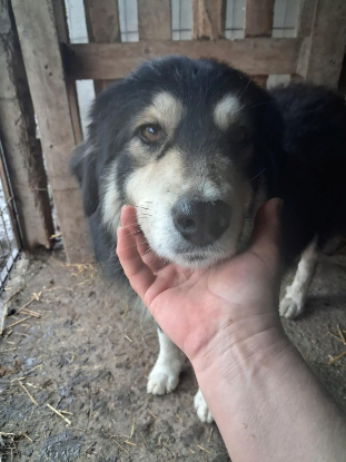 Adopter Nyssen