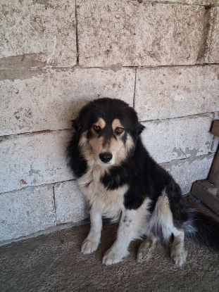 Adoption Nyssen