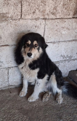 Adoption Nyssen