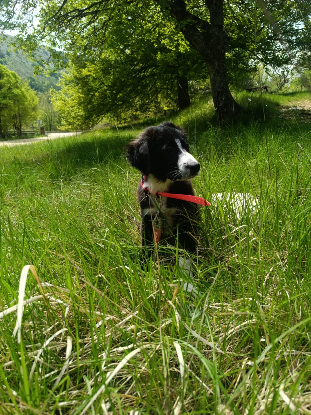 Adopter Peach