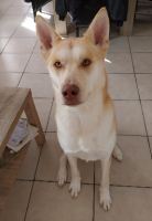 Adopter  chien : Urky
