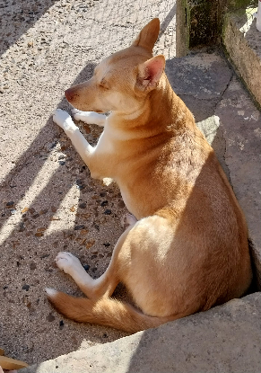Adopter Urky