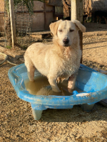 Adopter  chien : Mimo