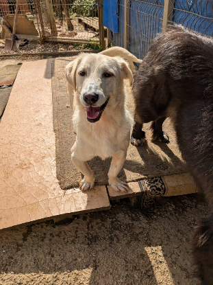 Adopter Mimo