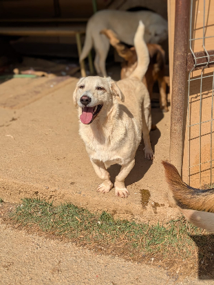 Adopter Mimo
