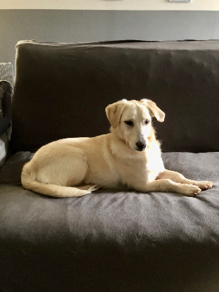 Adoption Mimo
