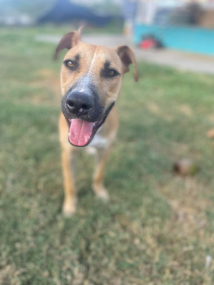 Adopter Lost