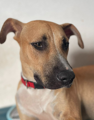 Adopter Lost