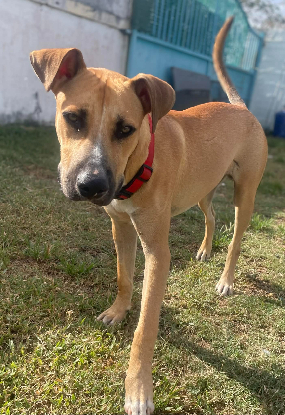 Adopter Lost