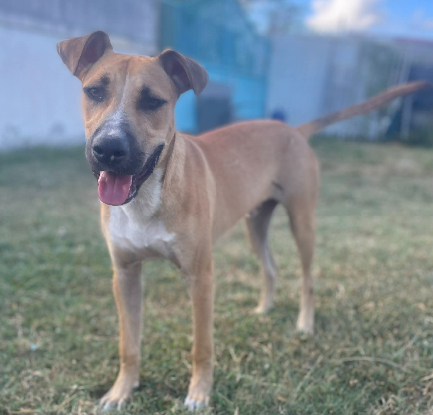Adoption Lost