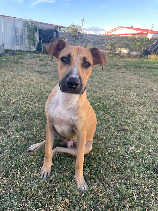 Adoption Lost