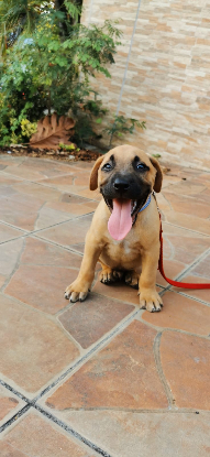 Adopter Cosmo