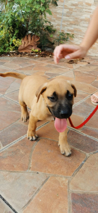 Adopter Cosmo