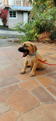 Adopter Cosmo