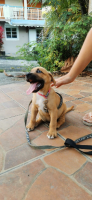 Adopter  chien : Tao