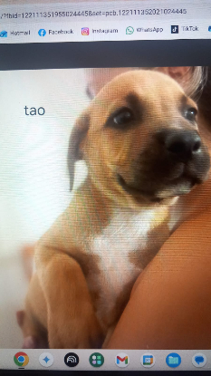 Adopter Tao