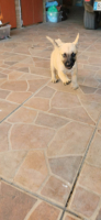 Adopter  chien : Ika