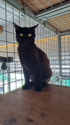 Adopter Princesse