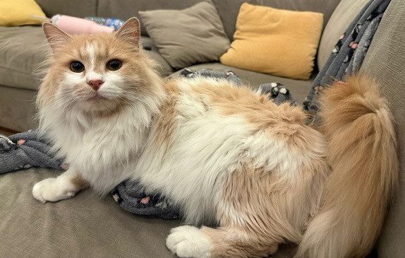 Adopter Wormy
