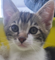 Adopter  chat : Balthazar