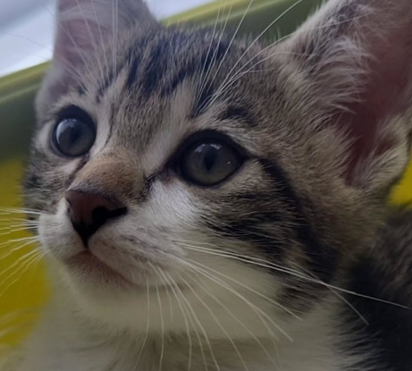 Adopter Balthazar