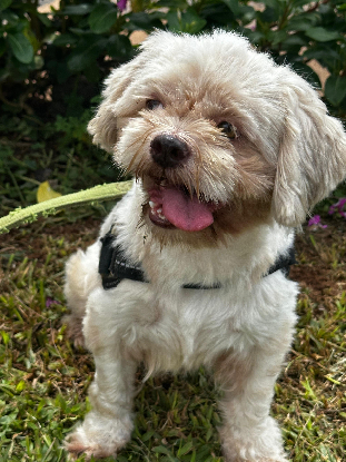 Adopter Ife