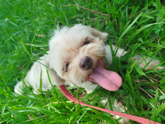 Adopter Ife