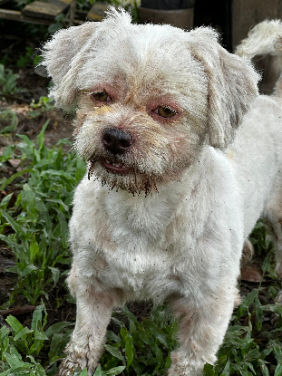 Adoption Ife
