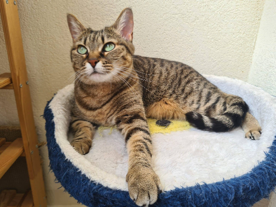 Adopter Pepette