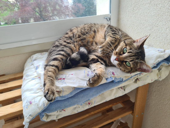 Adopter Pepette