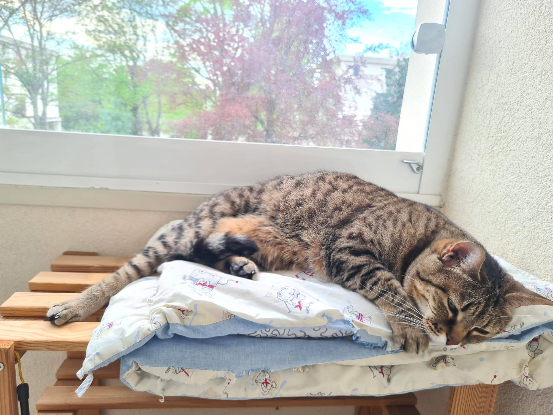 Adopter Pepette