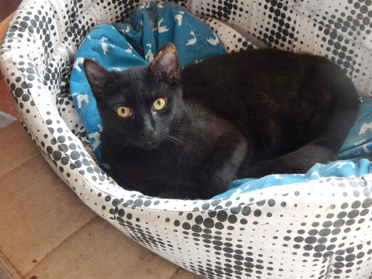 Adopter Twist
