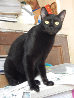 Adopter Twist